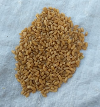 Organic Wheat